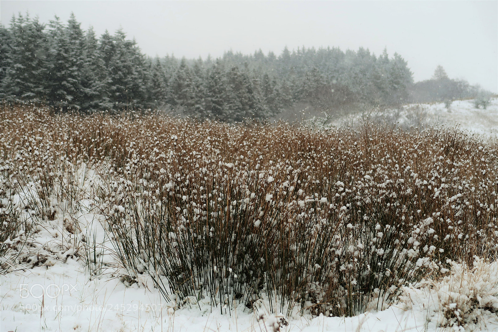 Canon PowerShot G7 X Mark II sample photo. Snow topped grass photography