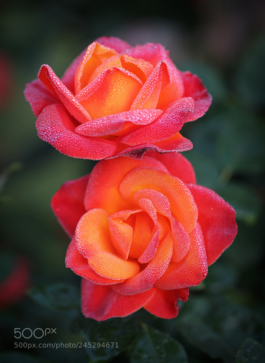 Canon EOS 550D (EOS Rebel T2i / EOS Kiss X4) sample photo. Happy rose day! photography