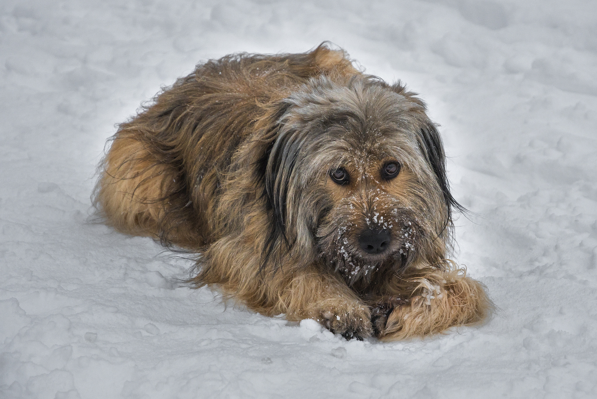 Nikon D500 sample photo. ... dogs winter pleasures (2) ... photography