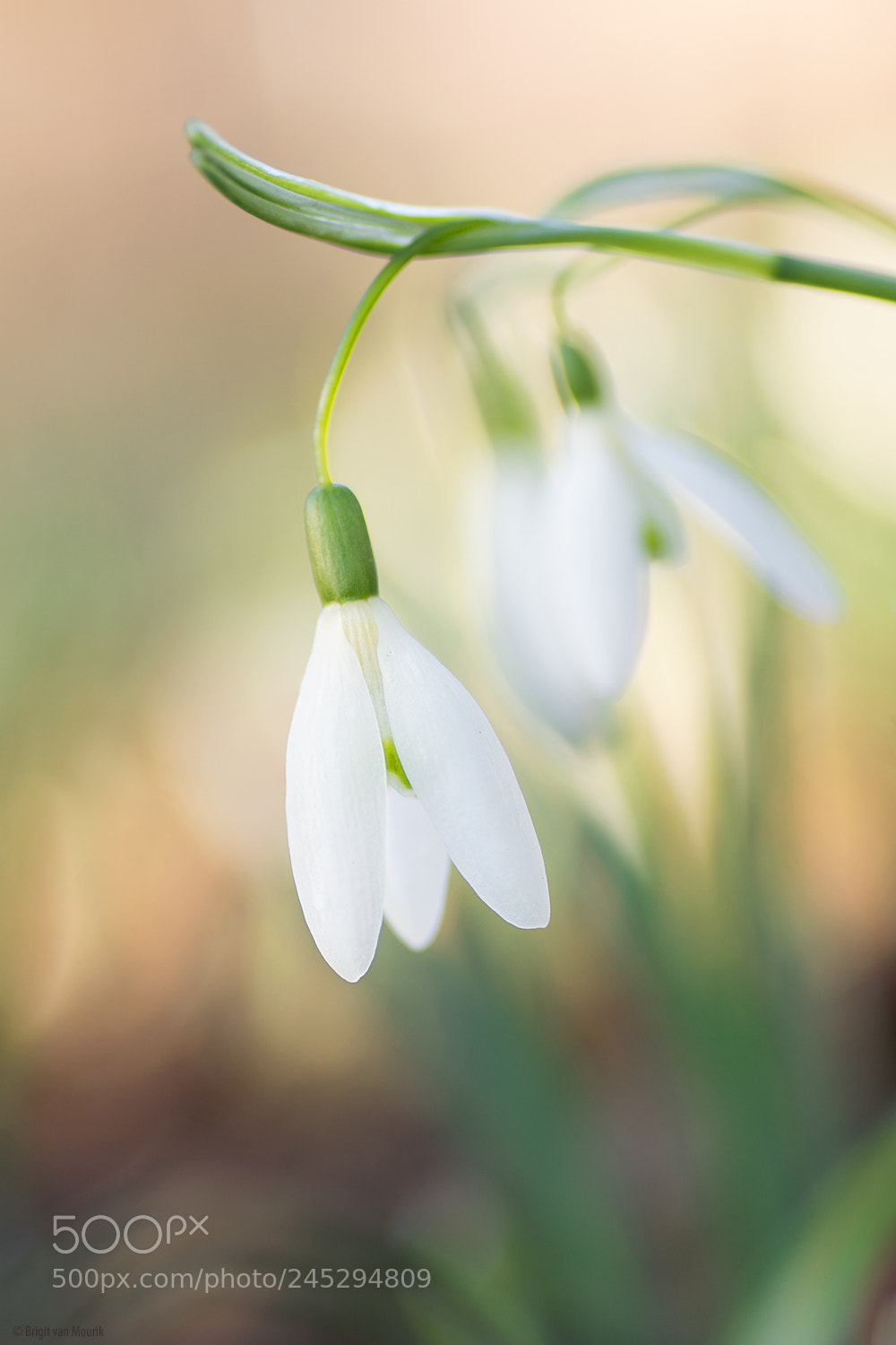 Nikon D7100 sample photo. Sign of spring photography