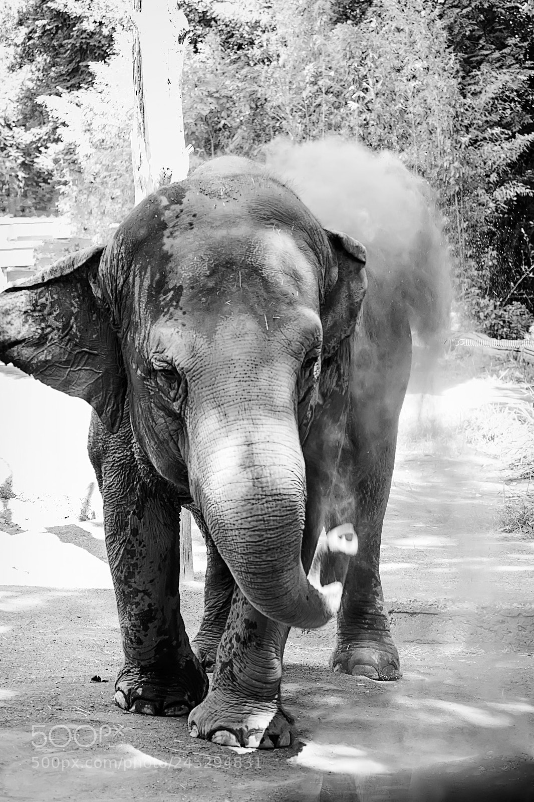 Canon EOS M sample photo. Pachyderm photography
