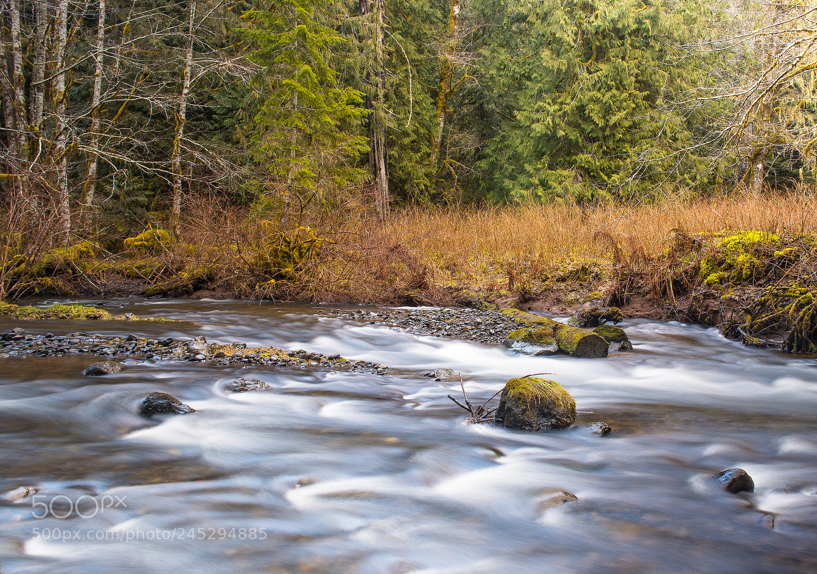 Nikon D600 sample photo. Tranquility in the forest photography