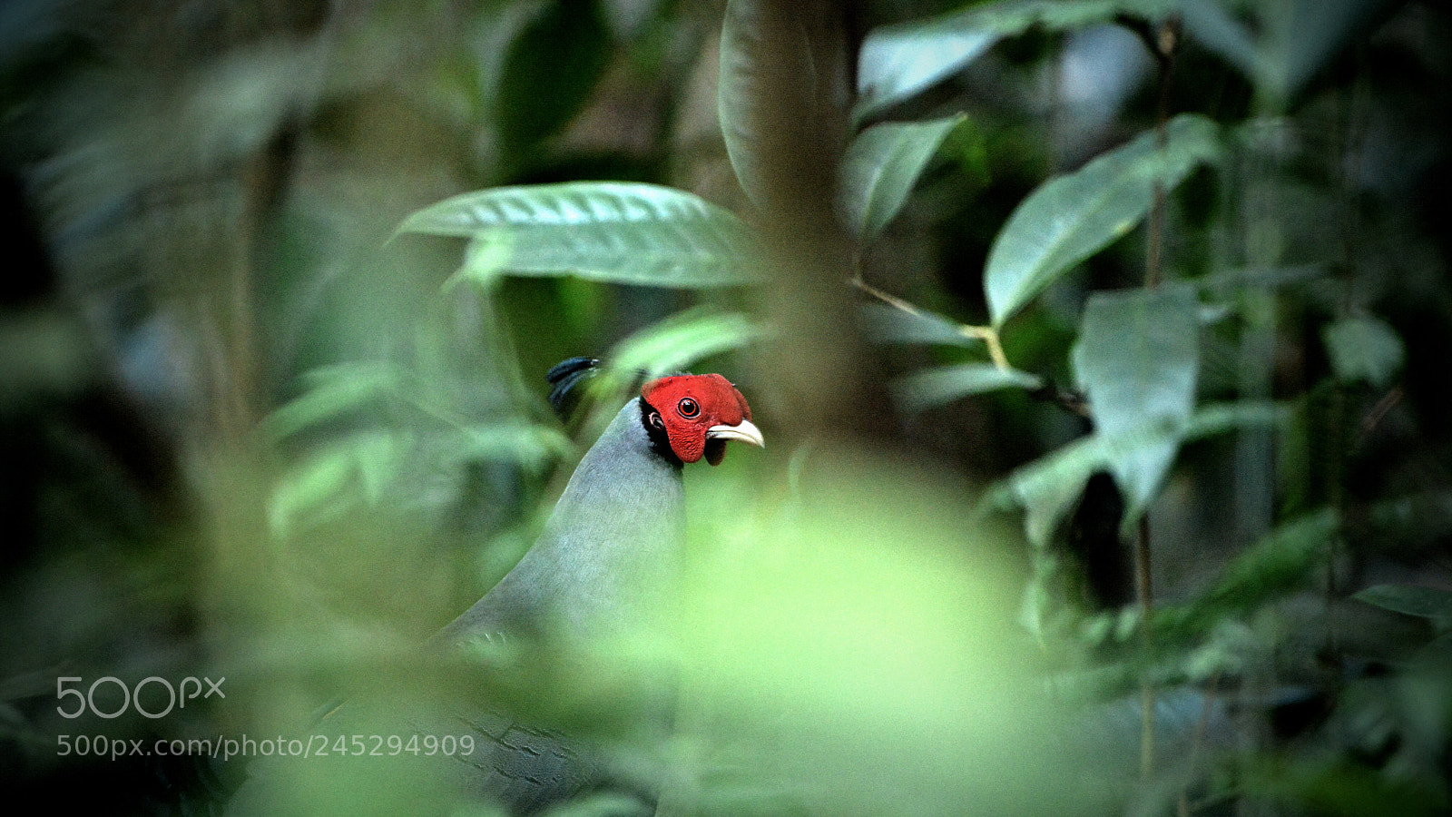 Nikon D800 sample photo. The wildlife photography