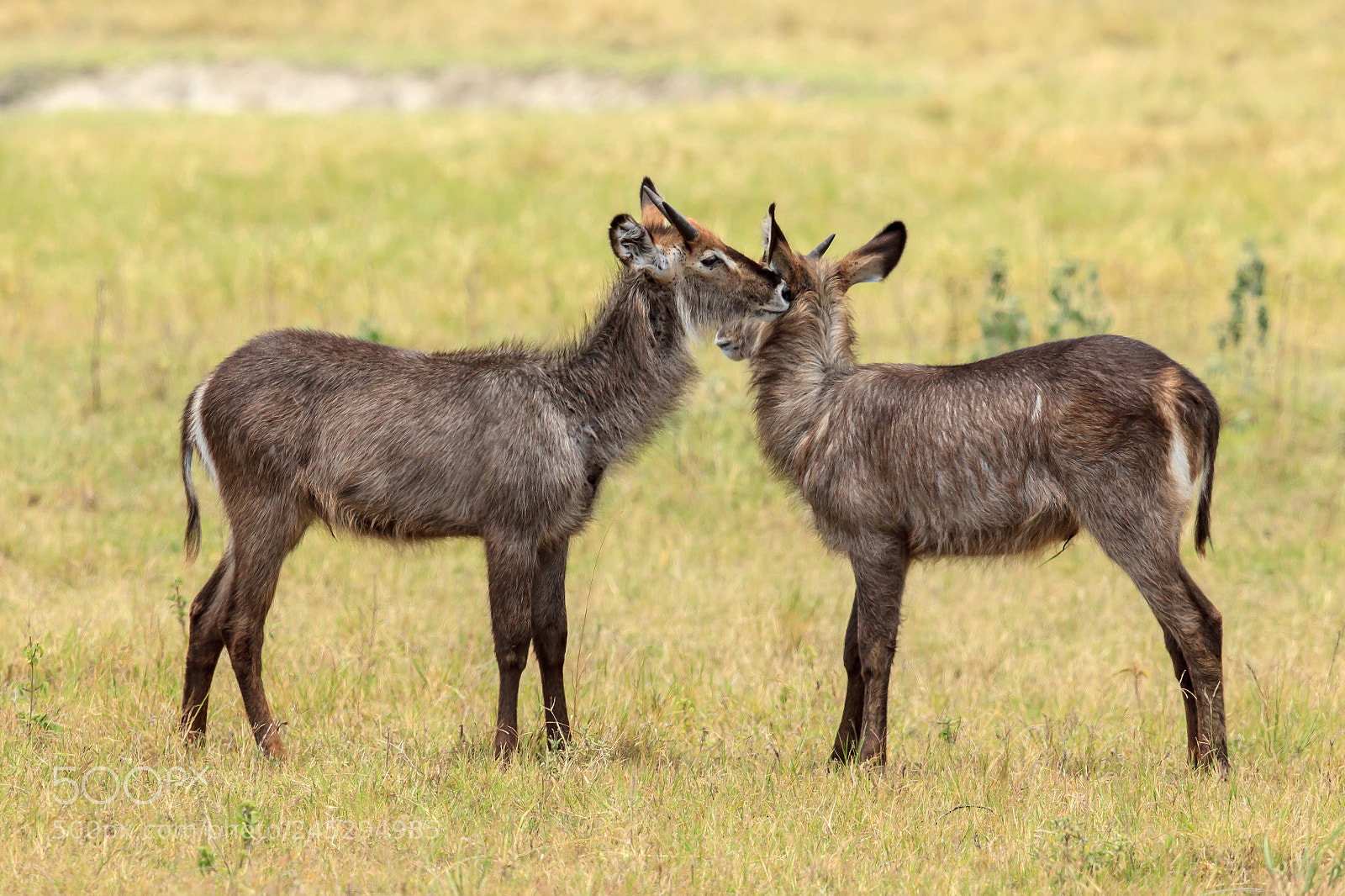 Canon EOS-1D Mark IV sample photo. A pair of waterbucks photography
