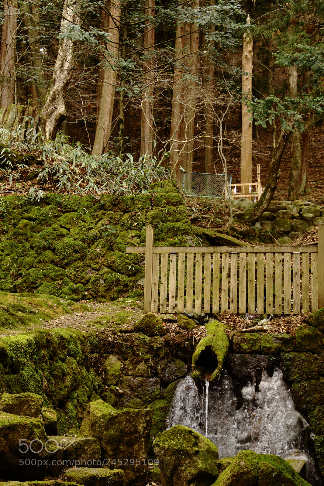 Canon EF 24-105mm F3.5-5.6 IS STM sample photo. Wrapped in moss photography