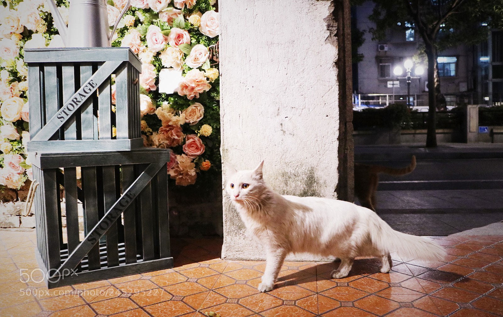 Canon EOS M100 sample photo. Untitled photography