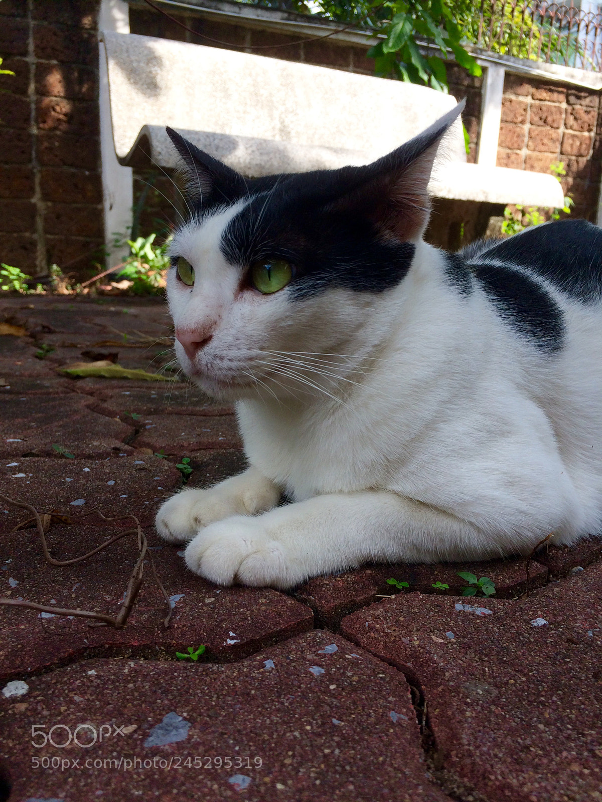 Apple iPhone 5s sample photo. One of my cats~ photography
