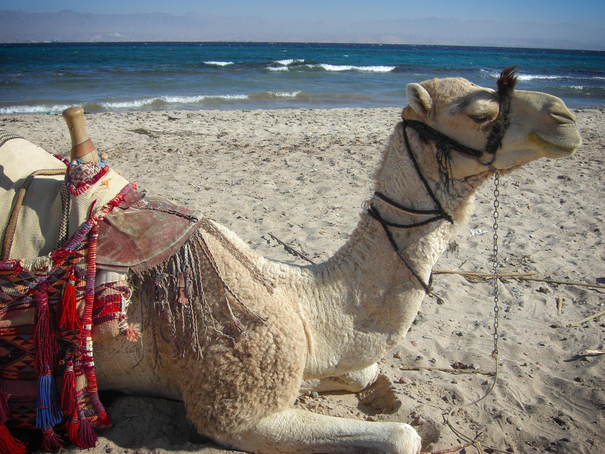 CASIO EX-Z1080 sample photo. Camel for the camera photography