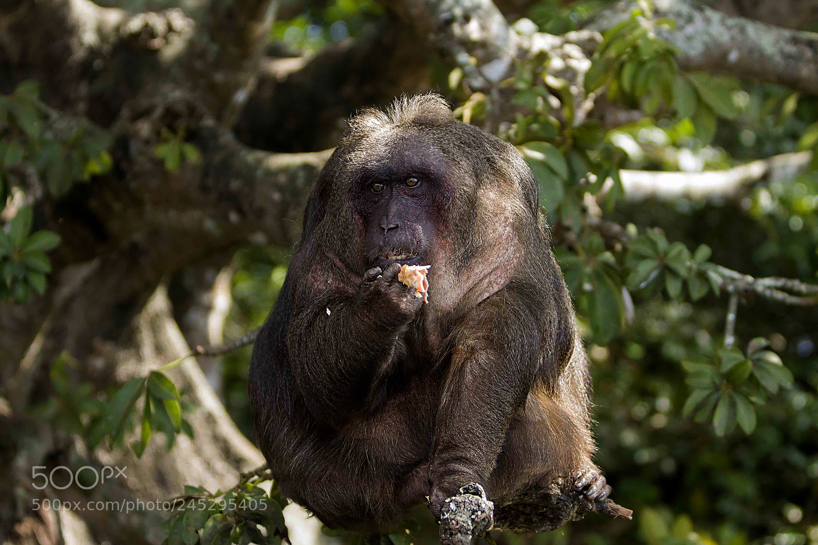 Canon EOS 50D sample photo. Monkey island... photography