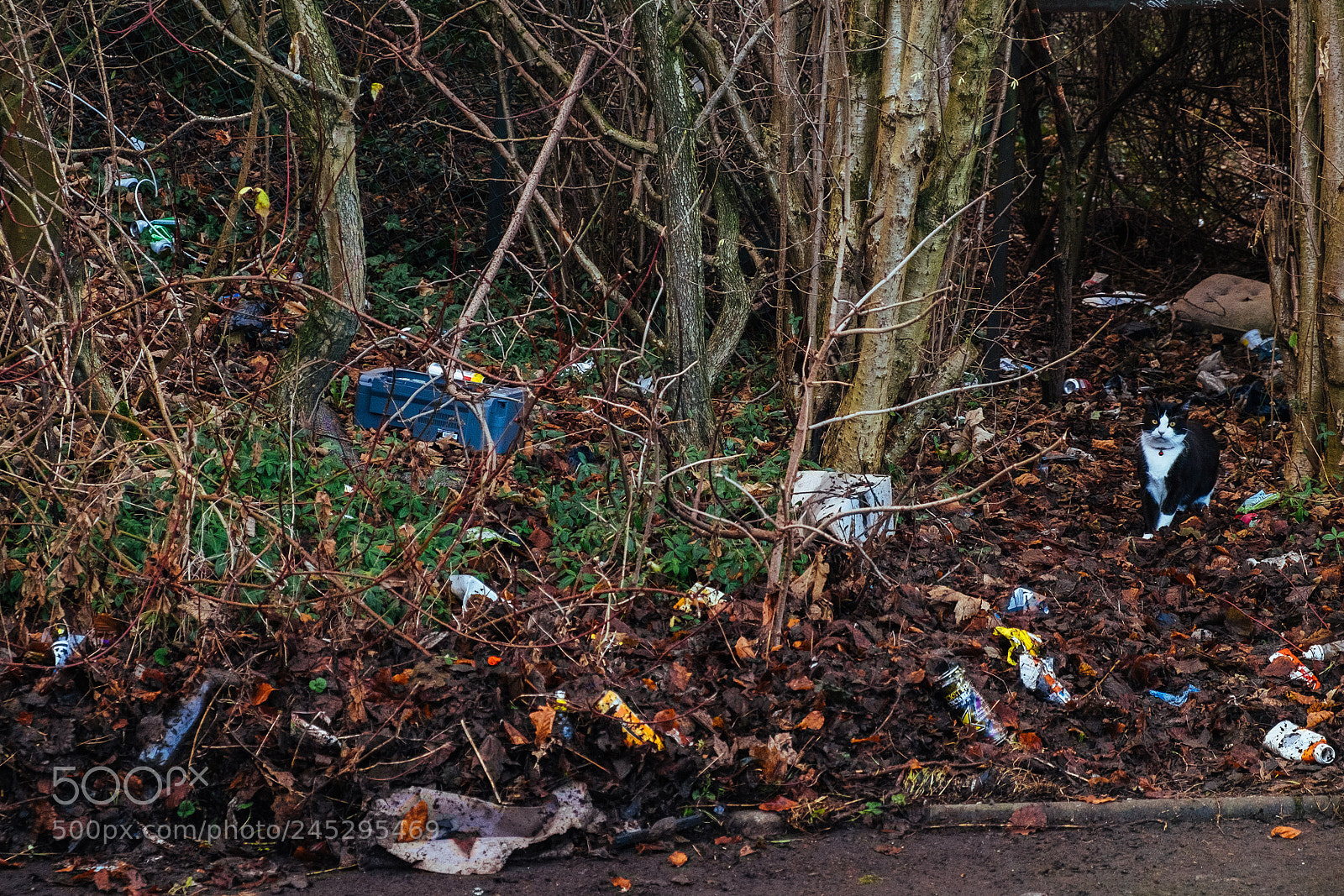 Fujifilm X-E2 sample photo. Beauty among the filth photography