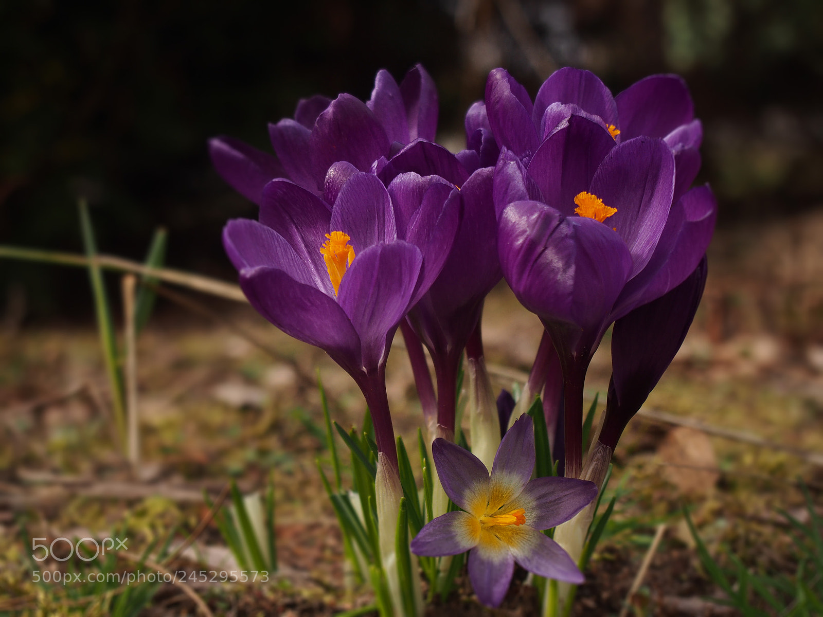 Olympus PEN E-PL5 sample photo. Crocus photography