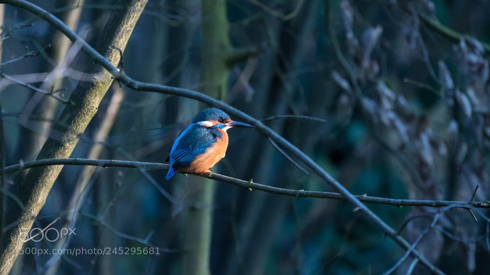 Nikon D500 sample photo. Ijsvogel photography