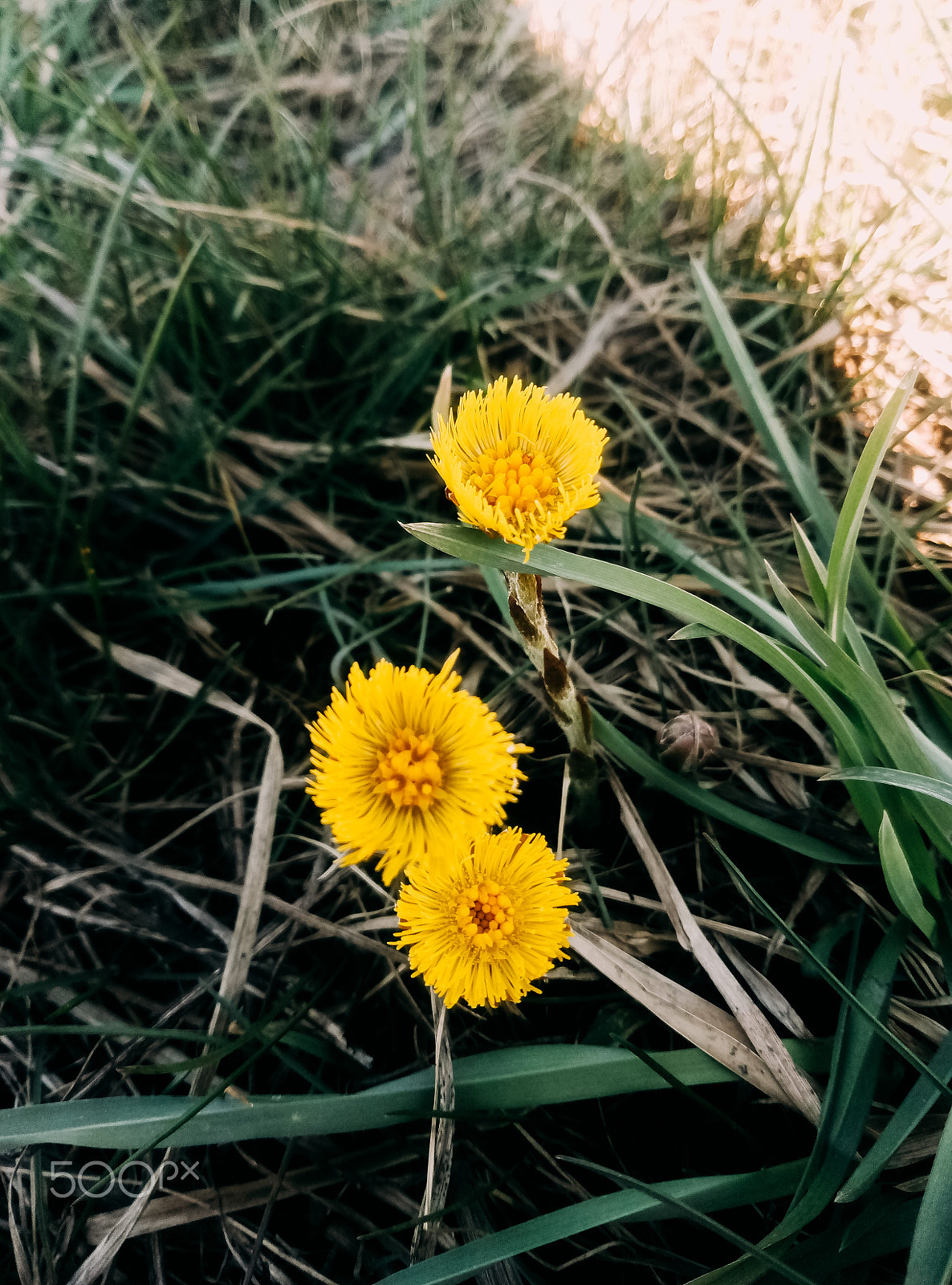 Meizu m3 note sample photo. Moment from the last spring photography