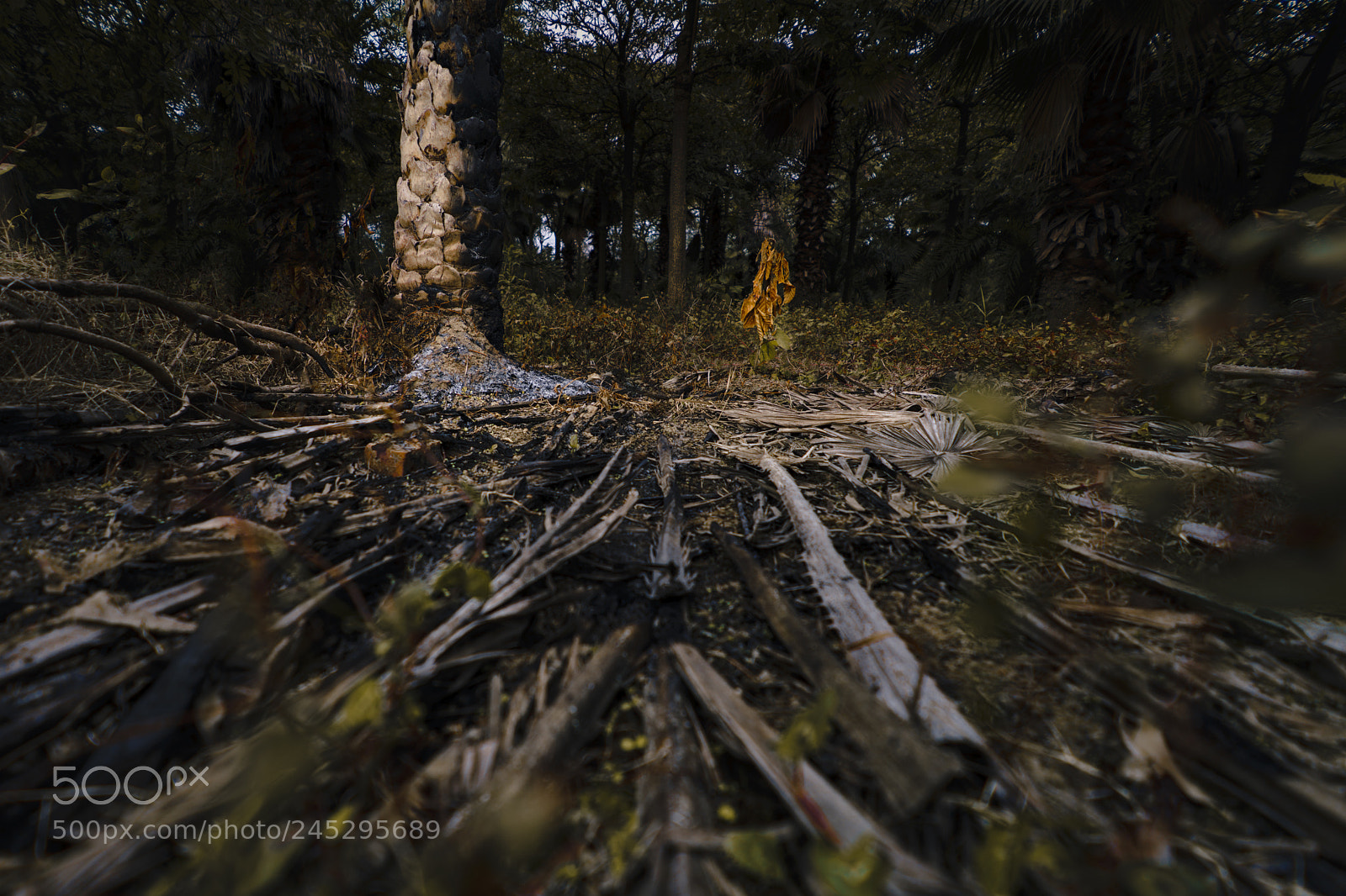 Sony a7R II sample photo. Scorched green photography