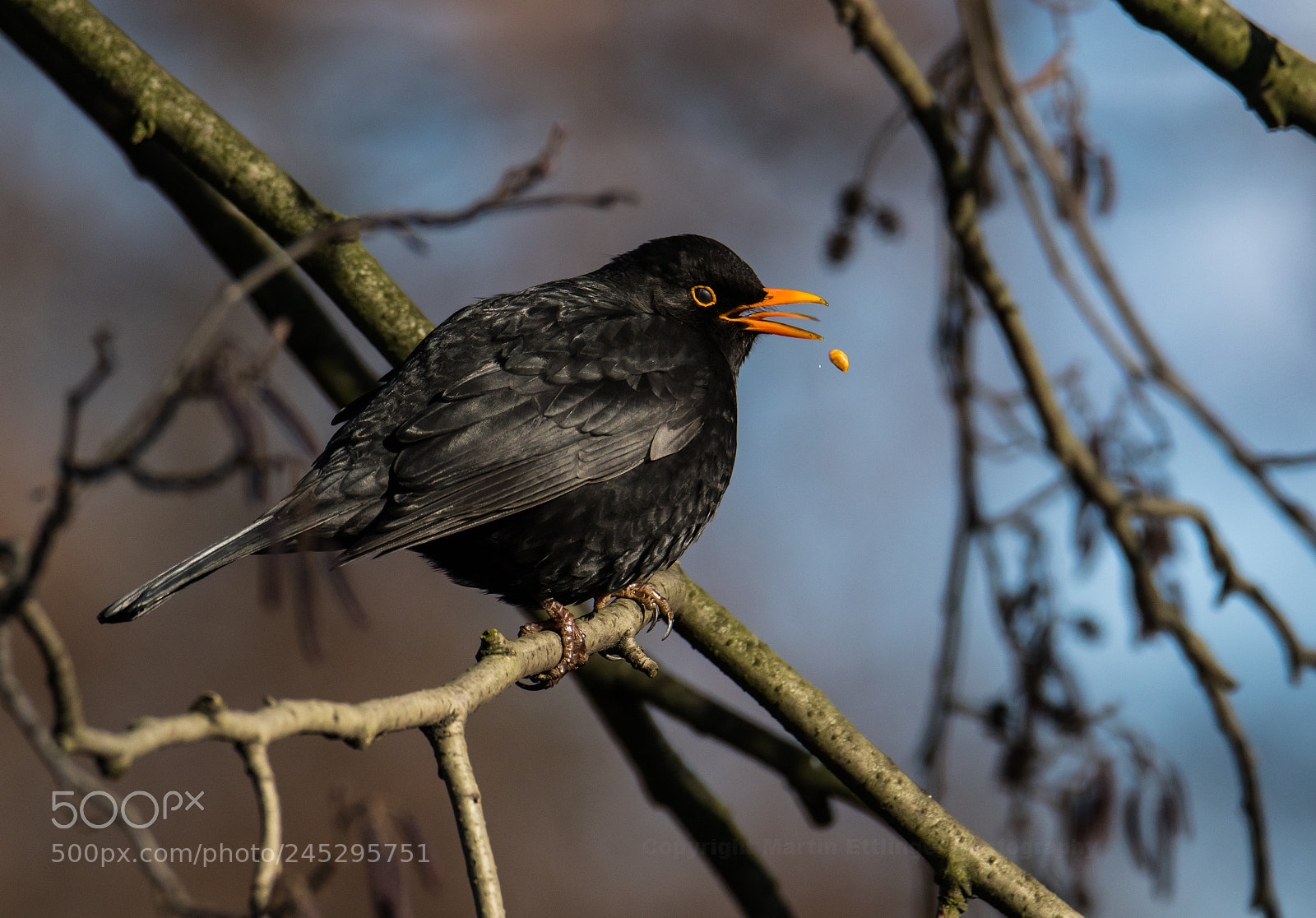 Canon EOS 7D Mark II sample photo. Merl turdus merula male photography