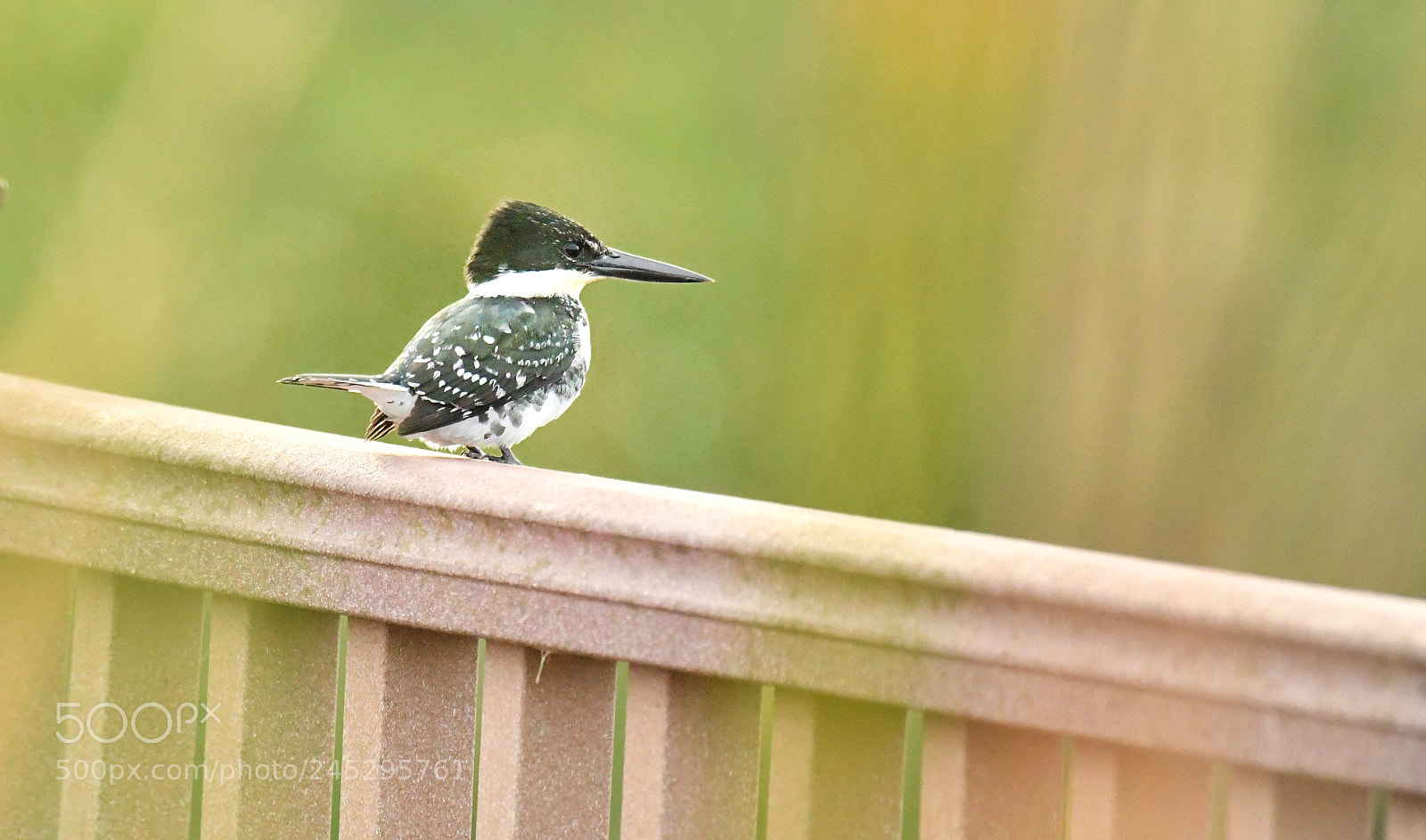 Nikon D500 sample photo. Green kingfisher photography