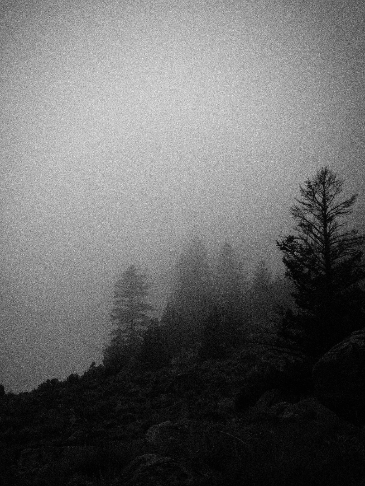 Olympus Air A01 sample photo. Fog filled forest. photography