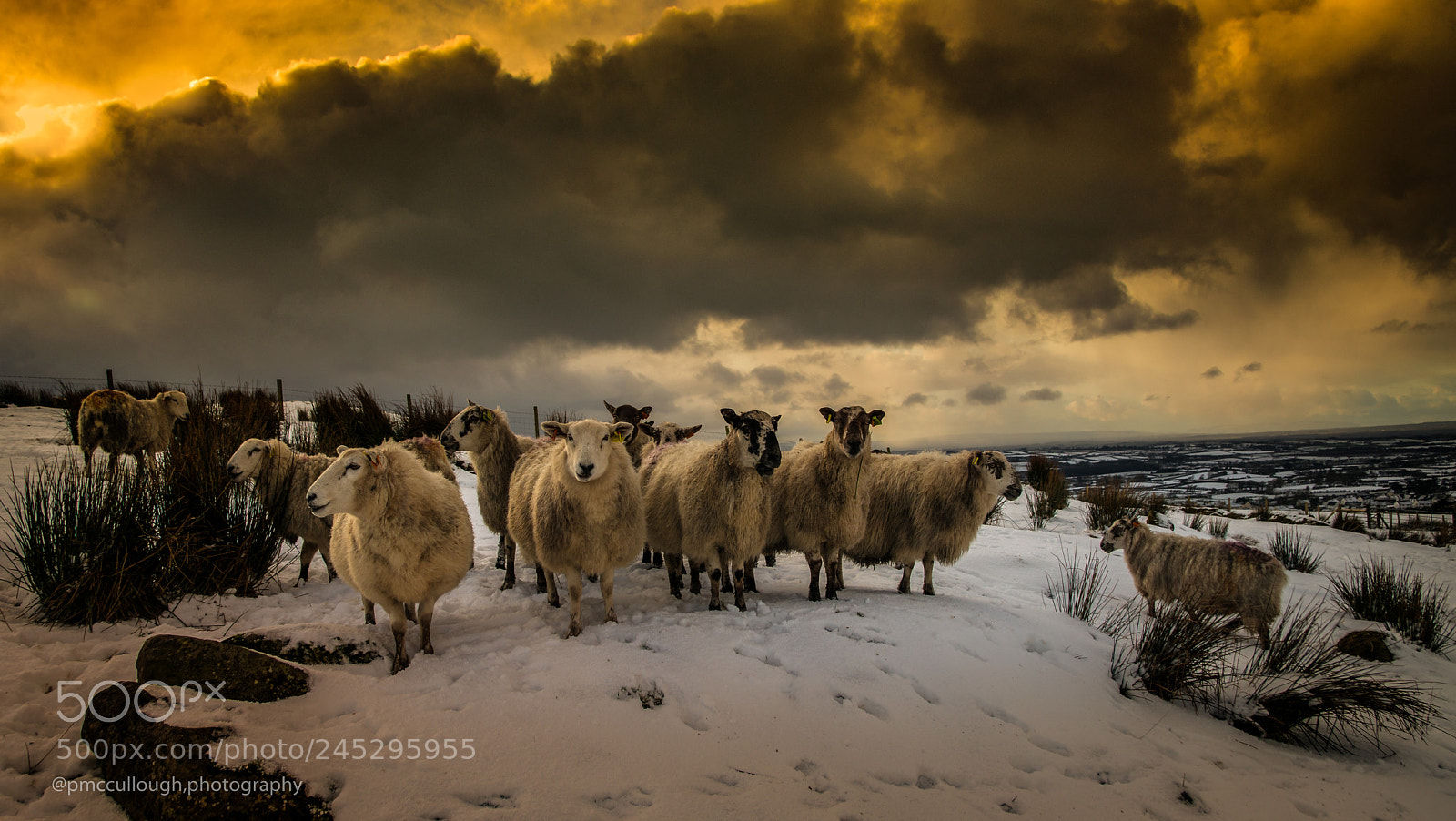 Nikon D7200 sample photo. Sheep in evening light. photography