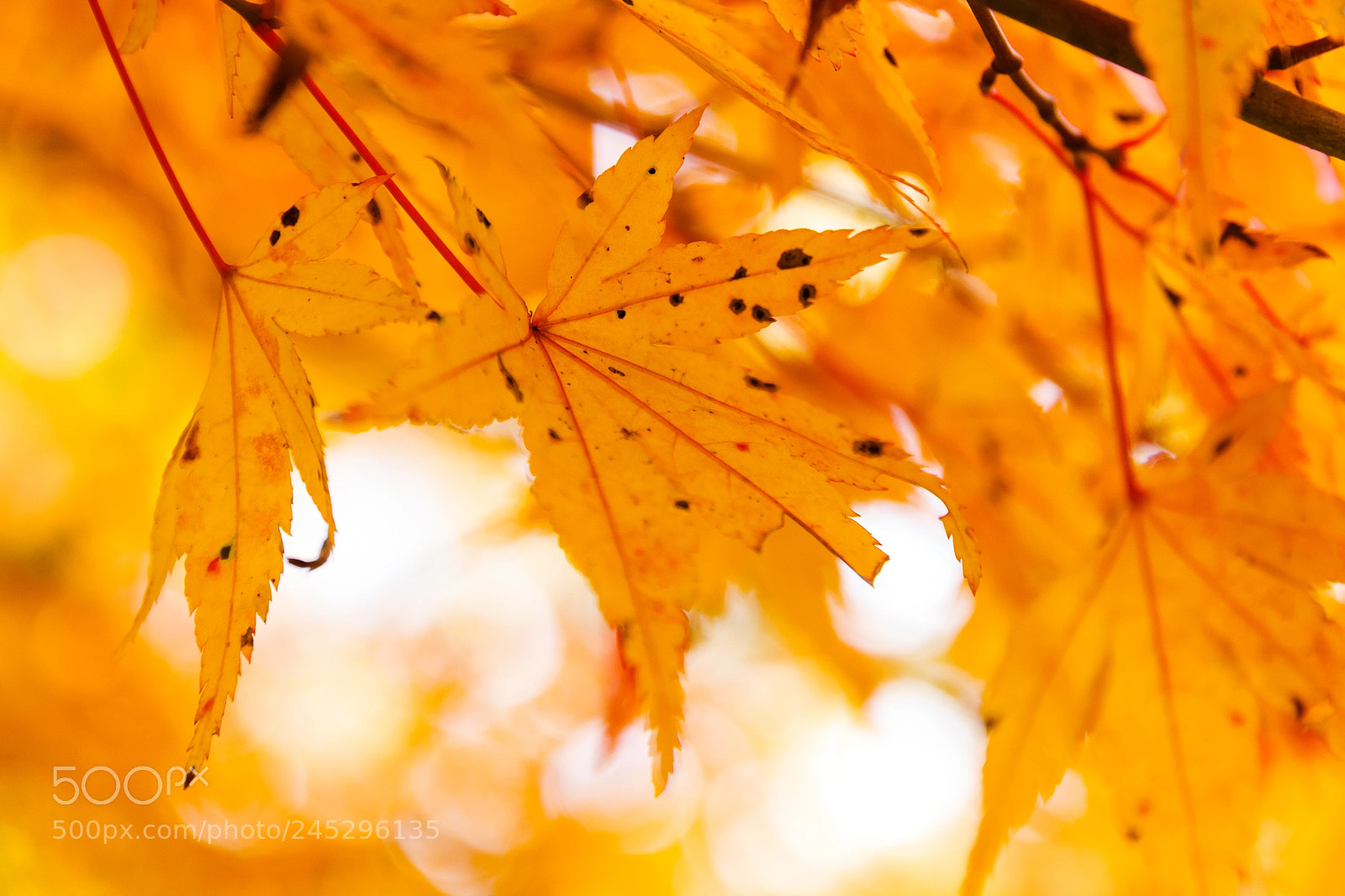 Canon EOS 700D (EOS Rebel T5i / EOS Kiss X7i) sample photo. Autumn leaves photography