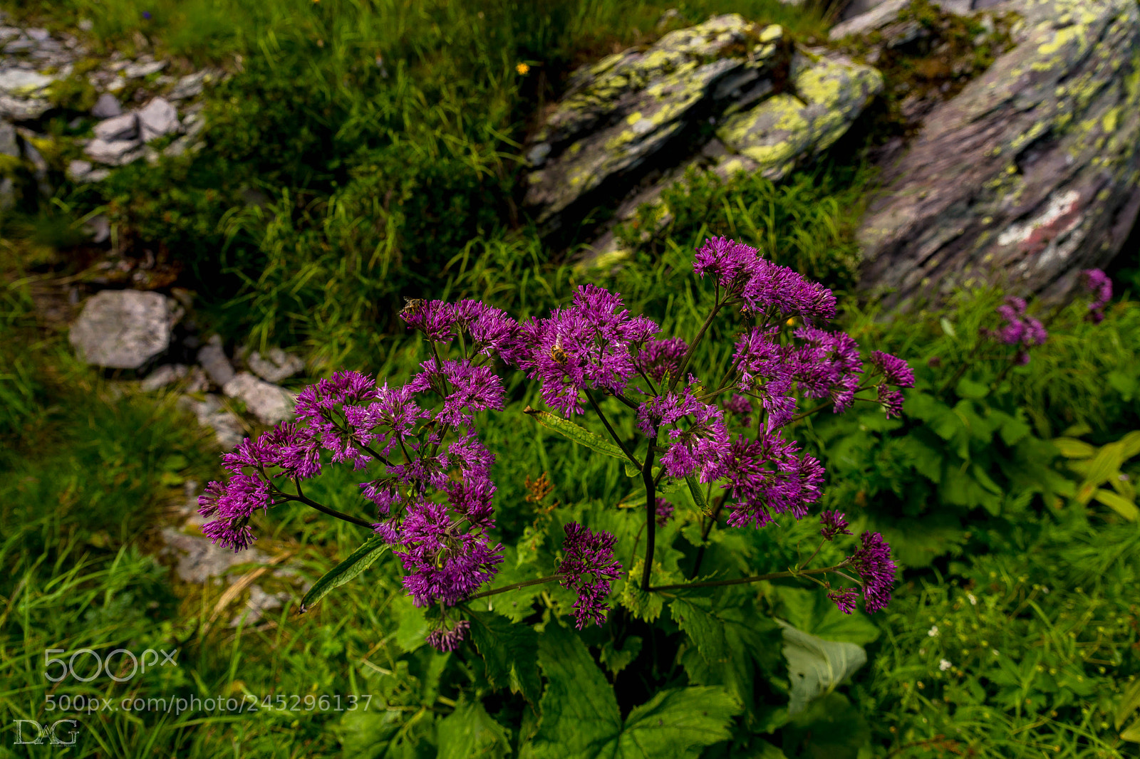 Sony SLT-A99V sample photo. Alpenblume - 07 photography