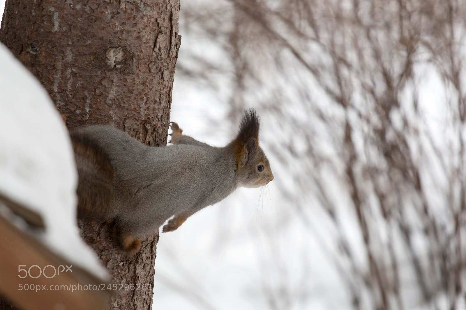Canon EOS 650D (EOS Rebel T4i / EOS Kiss X6i) sample photo. Squirrel photography