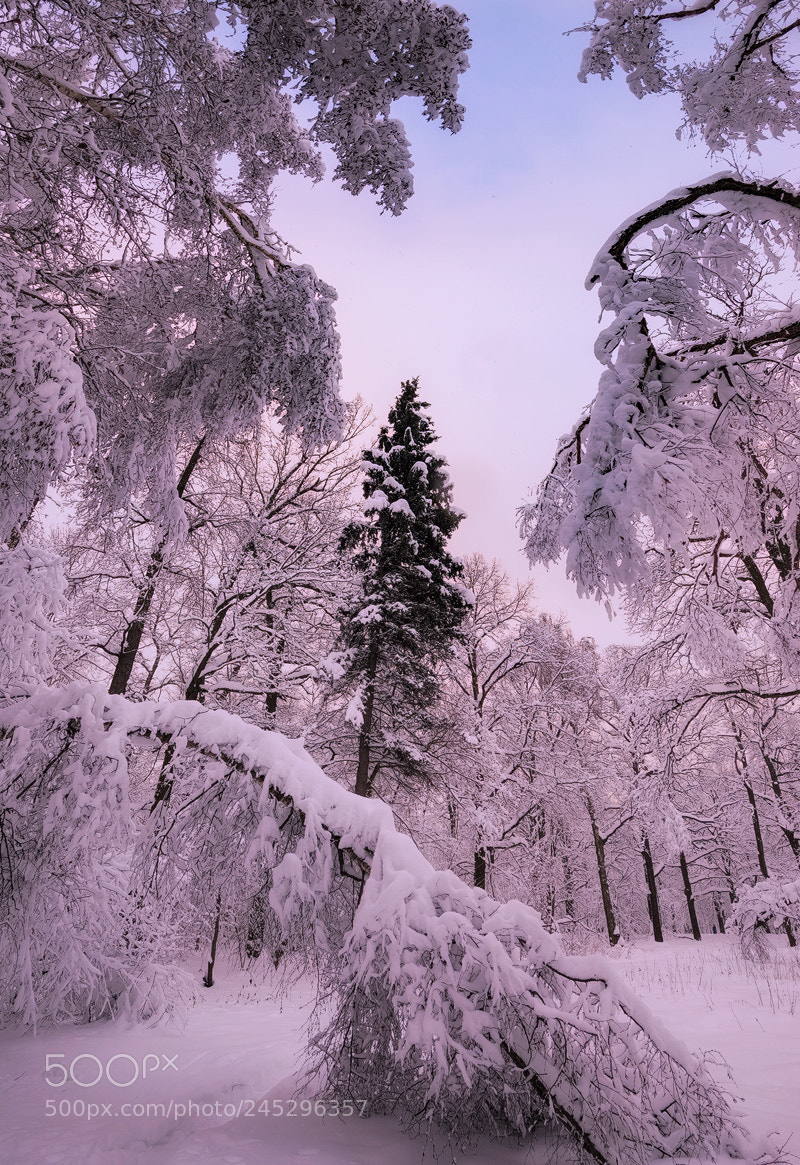 Nikon D610 sample photo. Winter photography