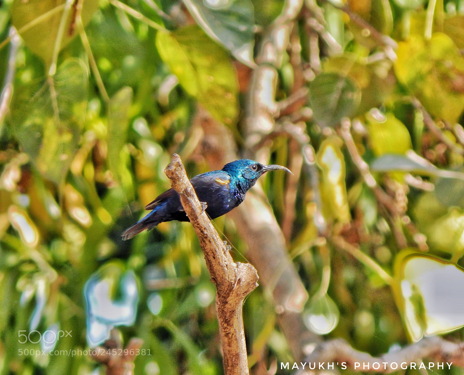 Nikon Coolpix L830 sample photo. Loten's sunbird photography