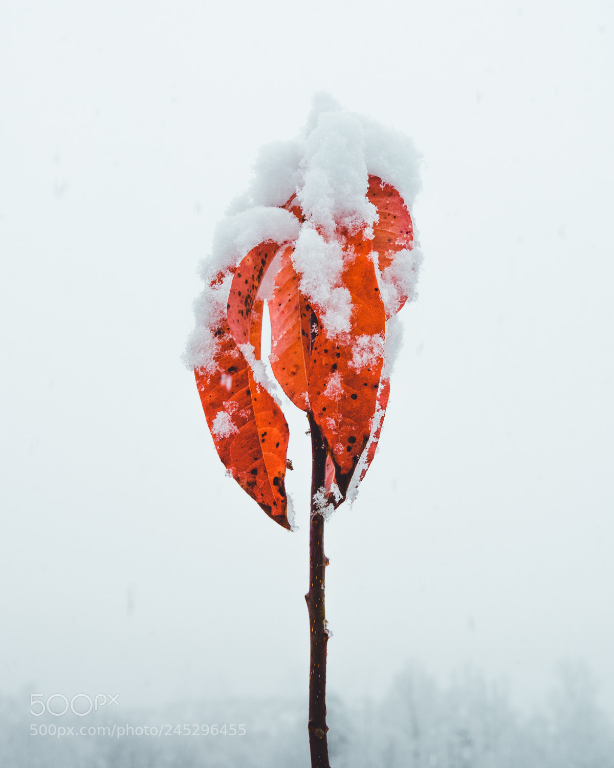 Nikon D600 sample photo. Snowy covered leaves in photography