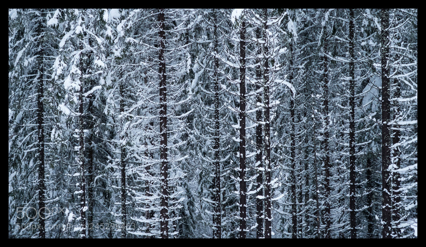 Canon PowerShot G5 X sample photo. Wintertrees photography
