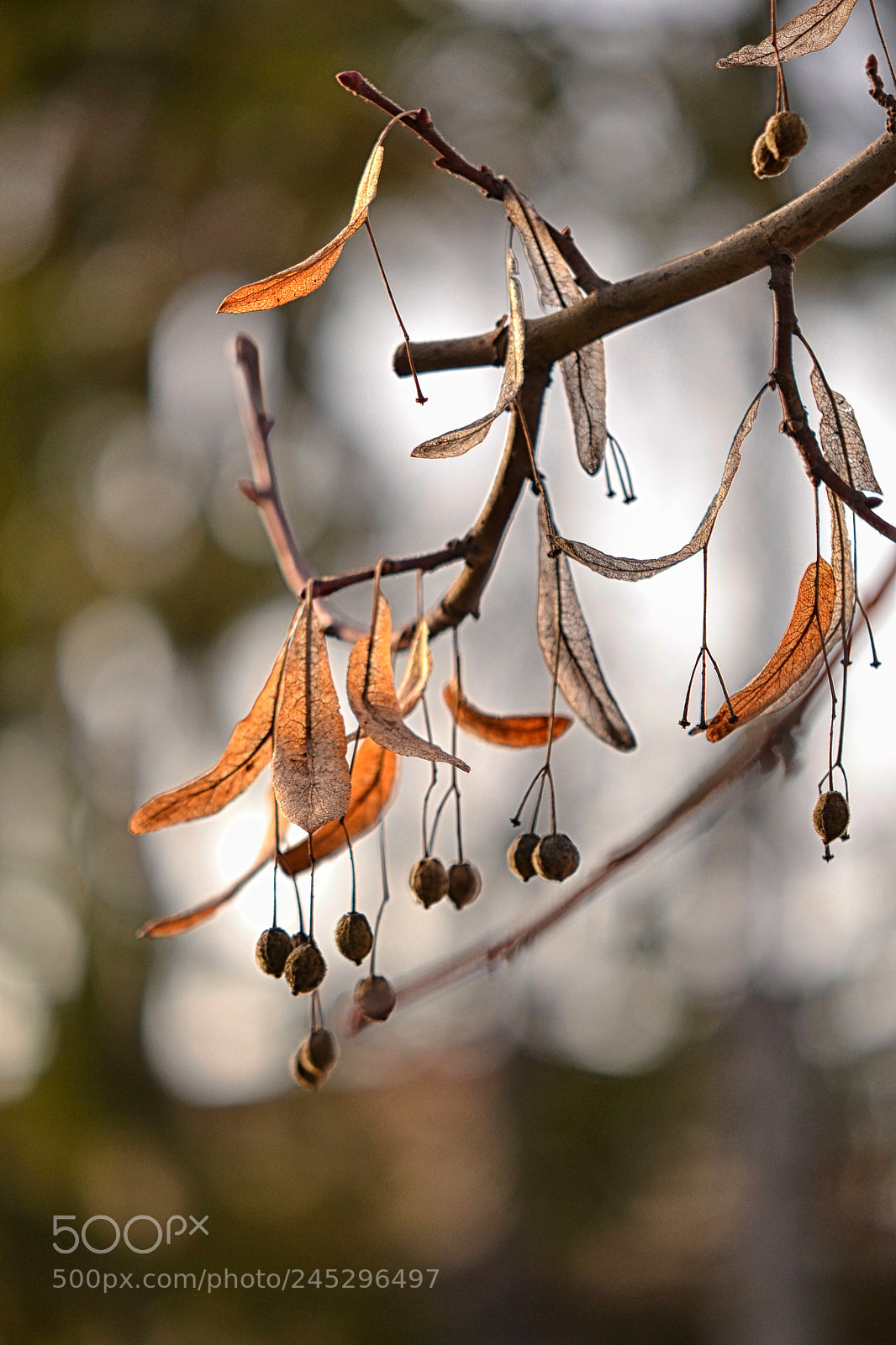 Nikon D3100 sample photo. . photography