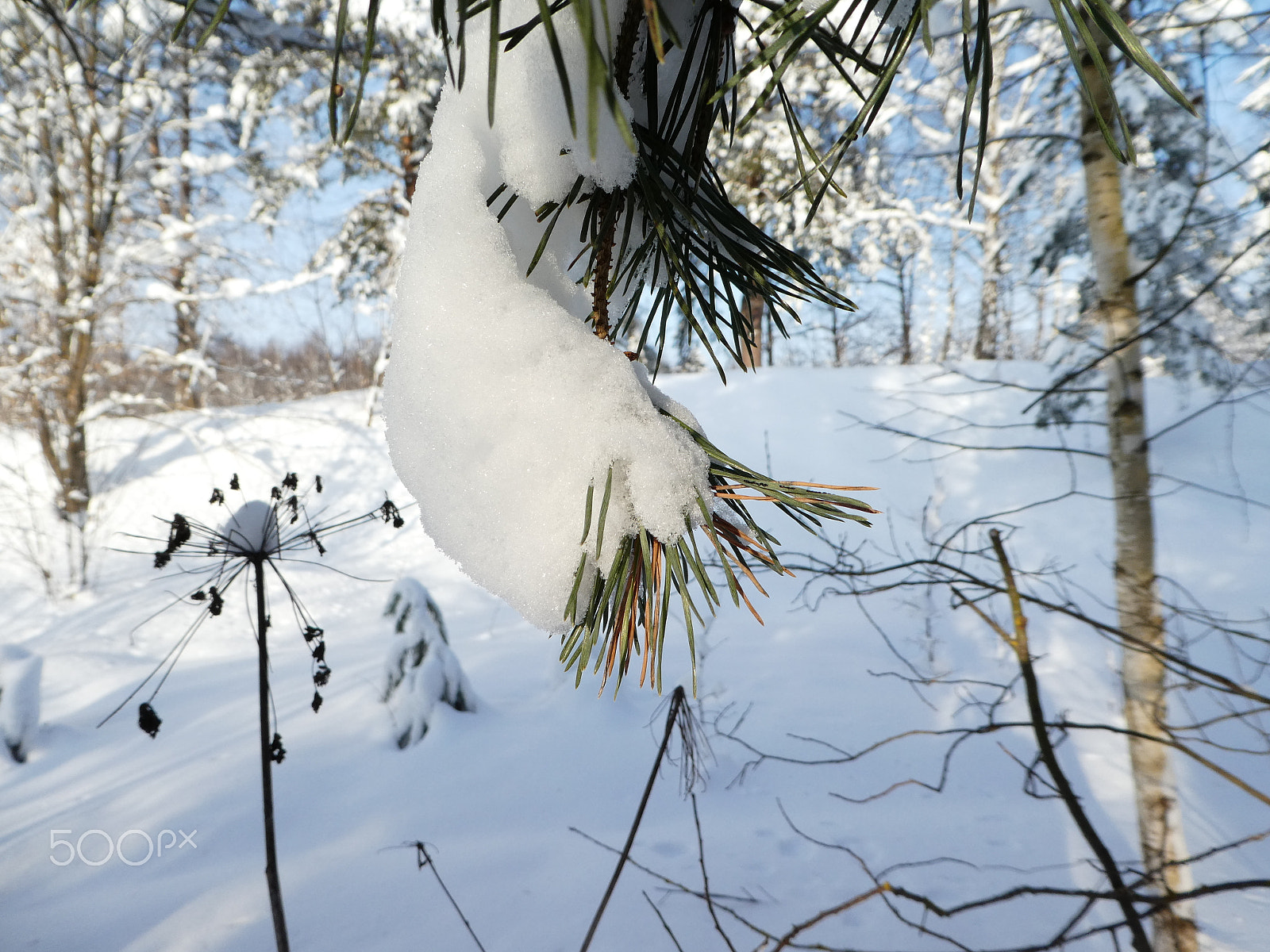 Panasonic Lumix DMC-ZS60 (Lumix DMC-TZ80) sample photo. Pine-tree photography