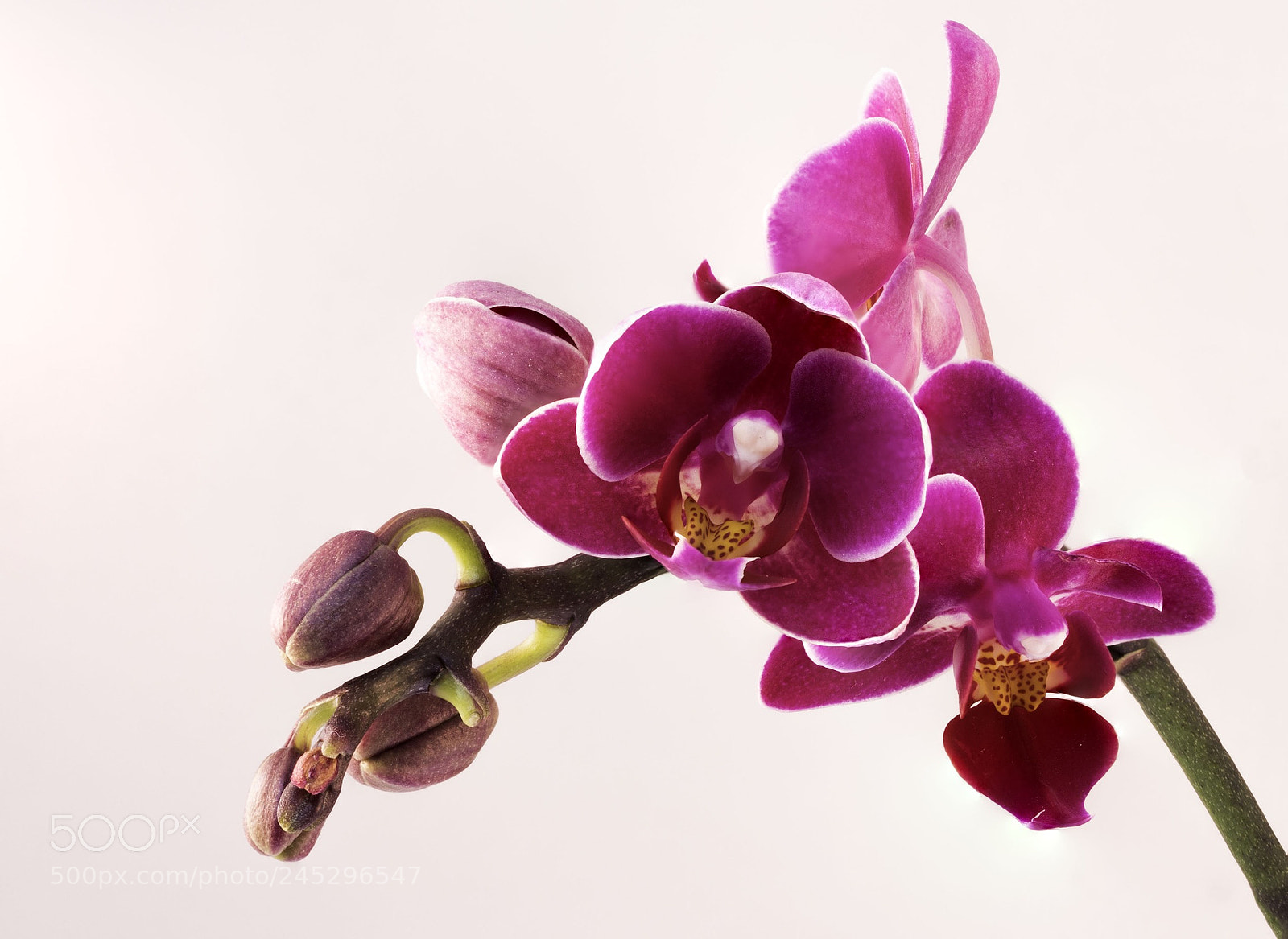 Canon EOS 1300D (EOS Rebel T6 / EOS Kiss X80) sample photo. Orchid photography