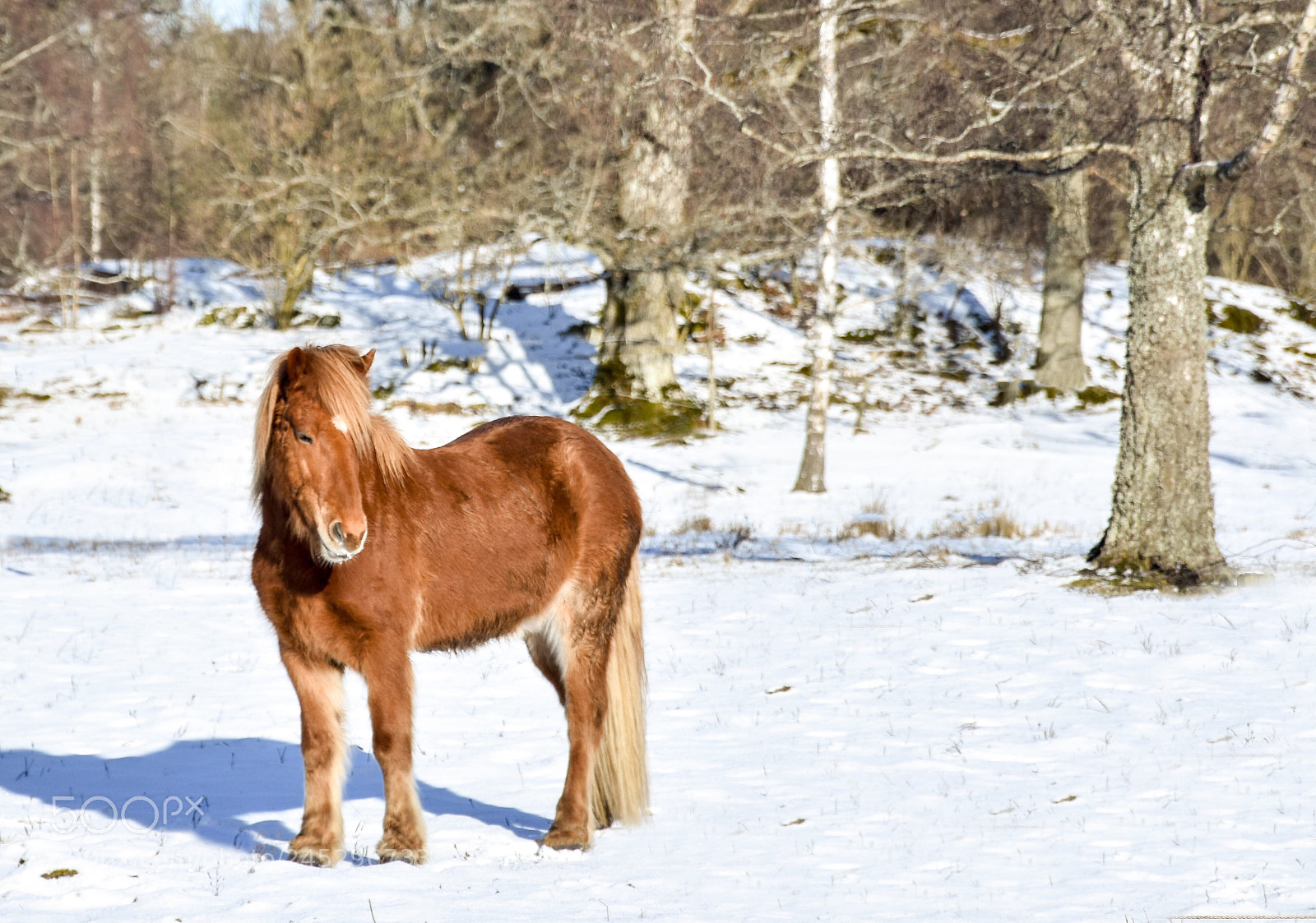 Nikon D7200 sample photo. Lonely horse photography
