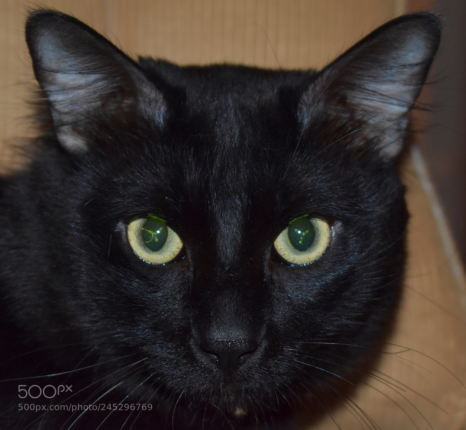 Nikon D3400 sample photo. The stare!!! photography