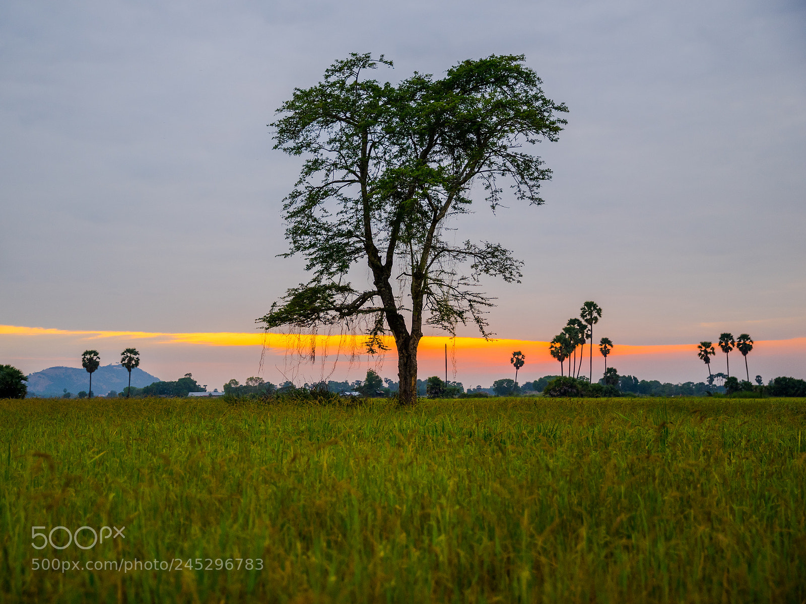 Sony a7 II sample photo. Tree photography