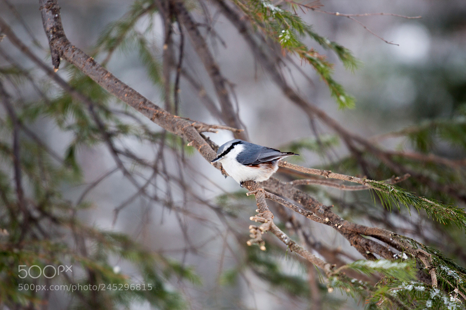 Canon EOS 650D (EOS Rebel T4i / EOS Kiss X6i) sample photo. Sitta europaea photography