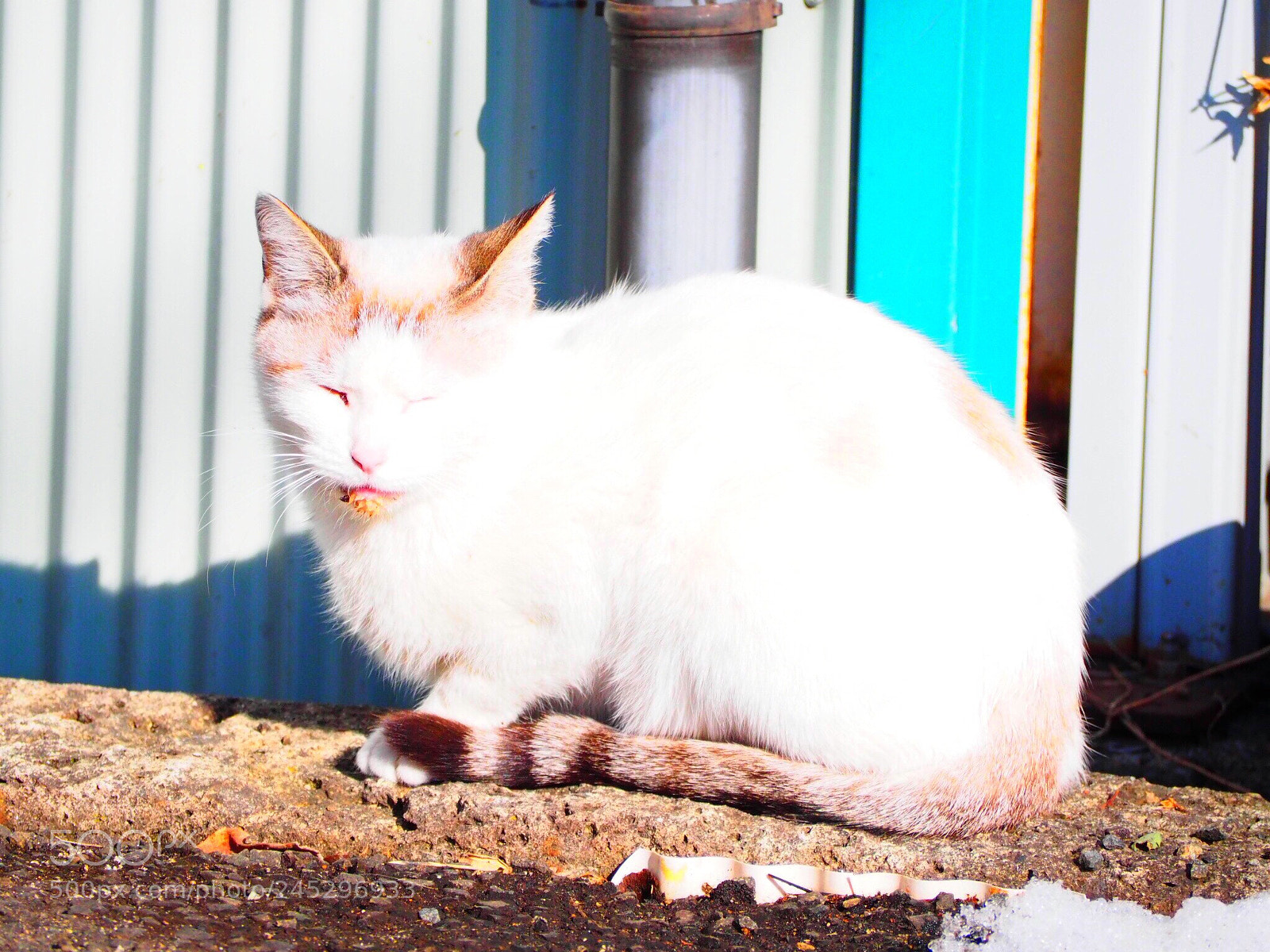 Olympus OM-D E-M10 sample photo. Sleepy(⌒▽⌒) photography