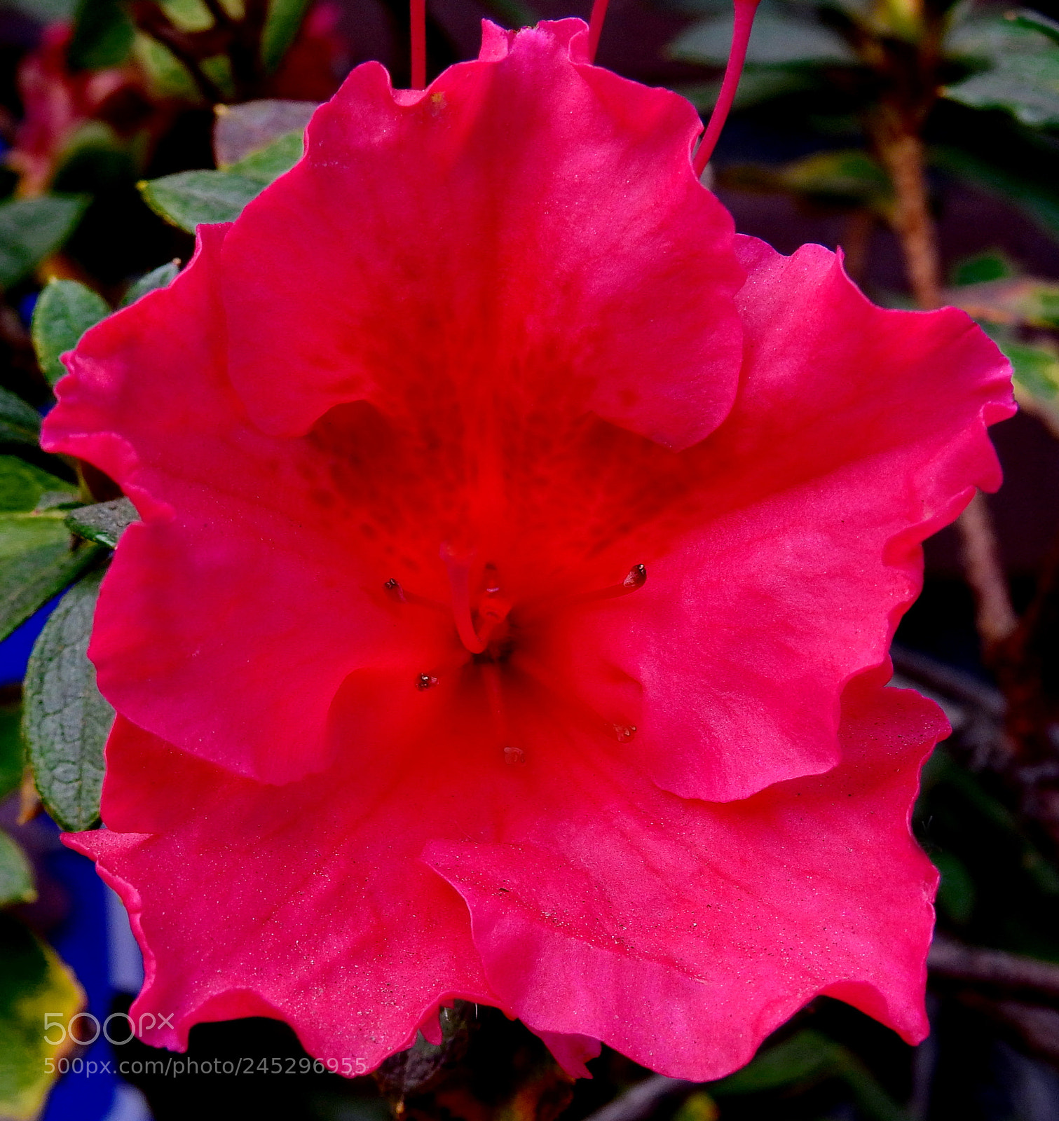 Nikon Coolpix P900 sample photo. Red flower in the photography