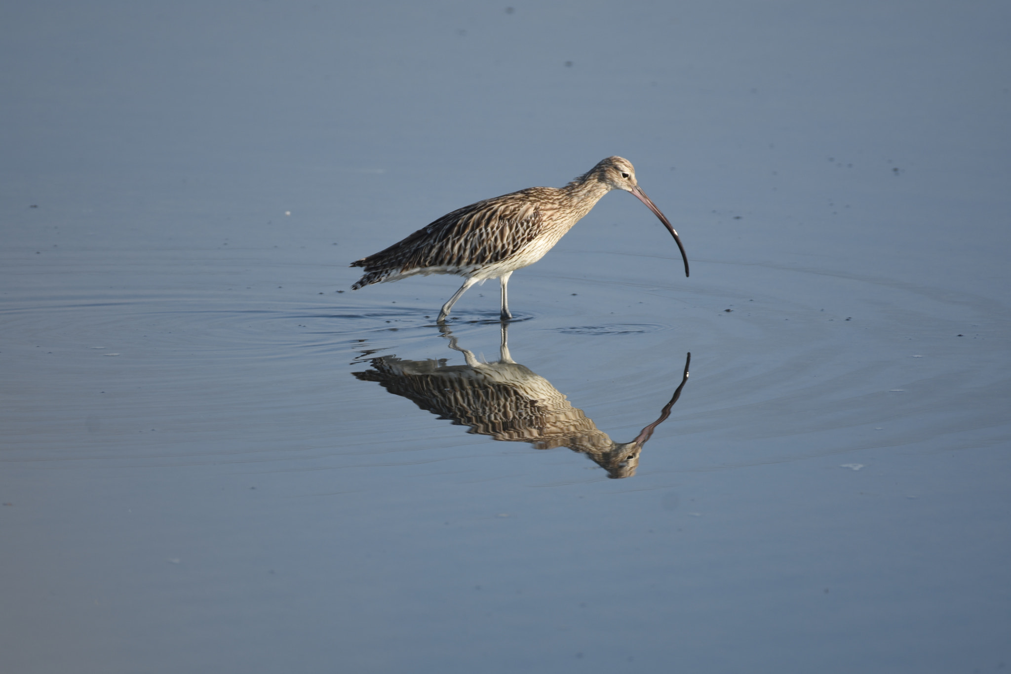 Nikon AF-S Nikkor 200-500mm F5.6E ED VR sample photo. Eurasian curfew photography