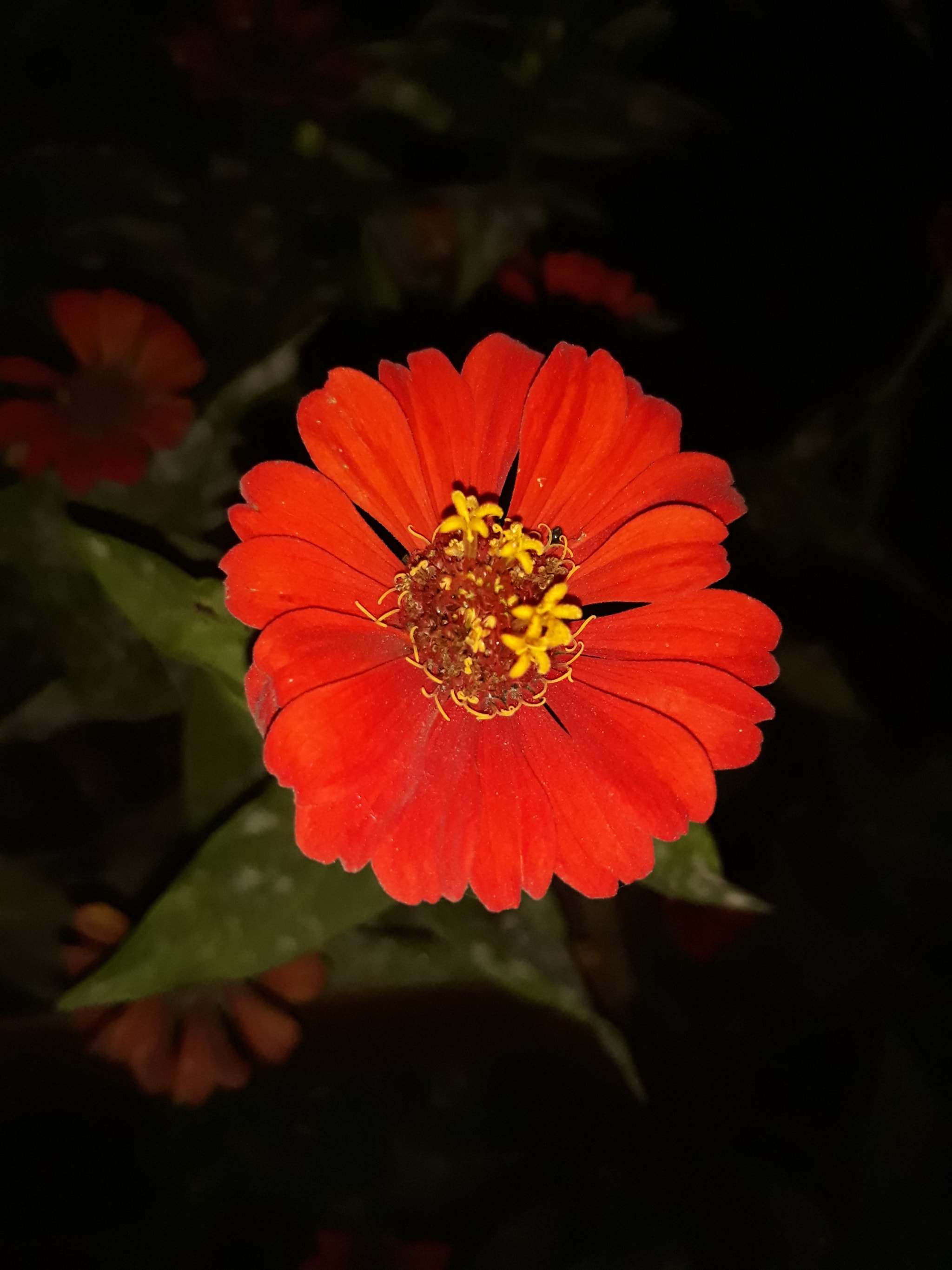 Samsung Galaxy J5 Pro sample photo