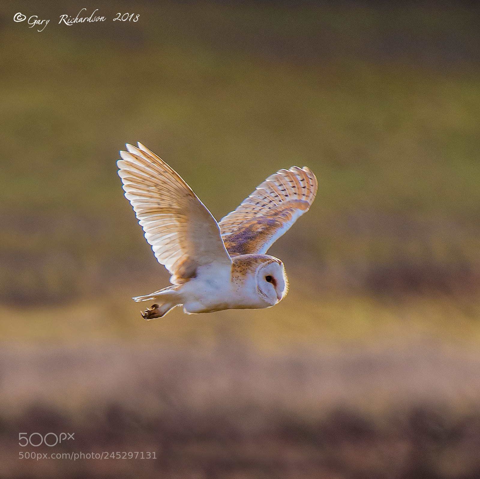 Nikon D500 sample photo. Barn owl photography