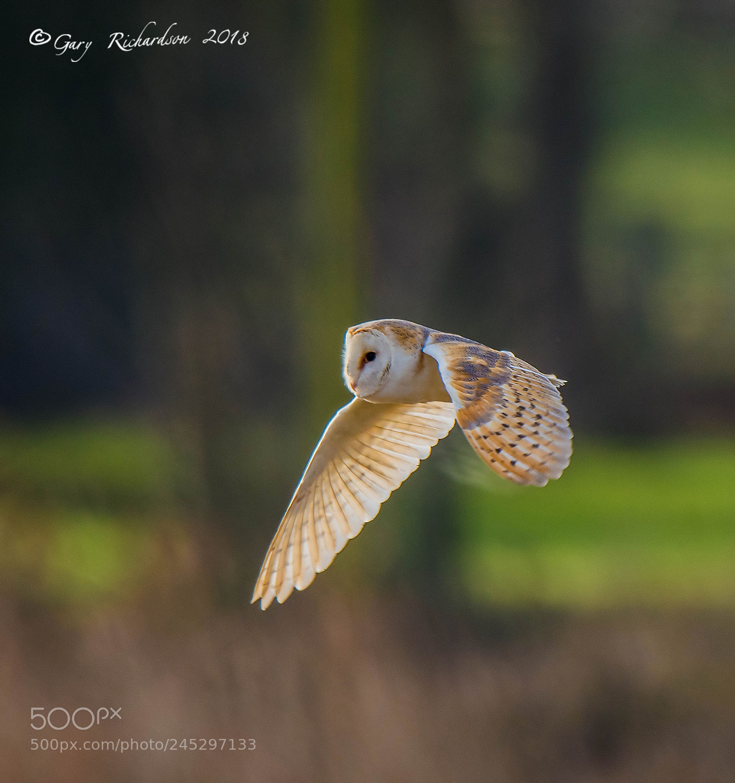 Nikon D500 sample photo. Barn owl photography