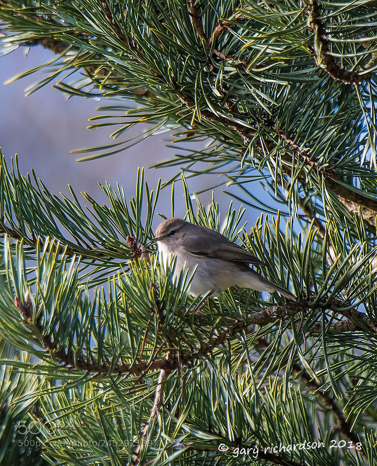 Nikon D500 sample photo. Siberian chiffchaff photography