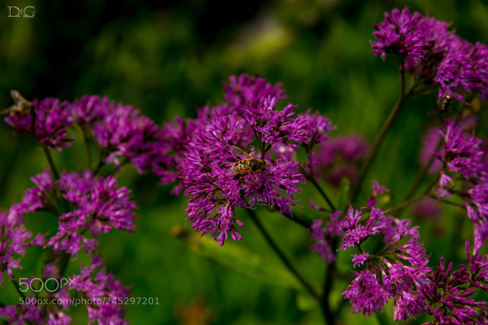 Sony SLT-A99V sample photo. Biene photography