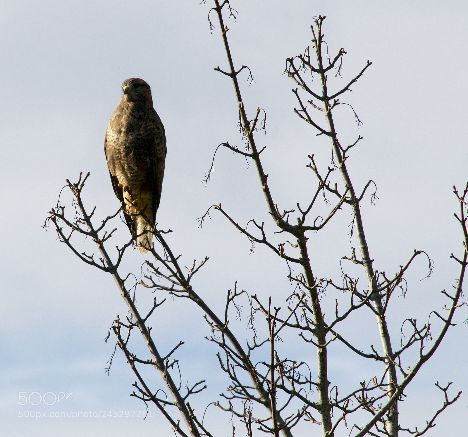 Nikon D3100 sample photo. Sunbathing buzzard photography