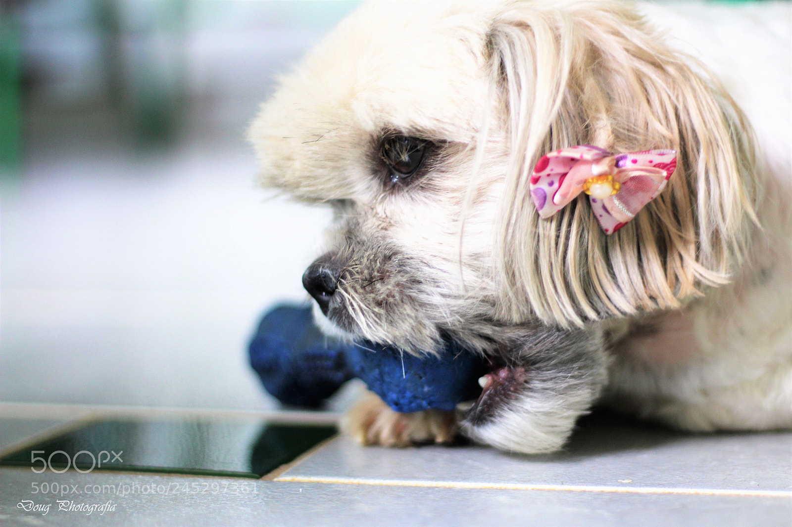 Canon EOS 1200D (EOS Rebel T5 / EOS Kiss X70 / EOS Hi) sample photo. Mel (fofurious) photography