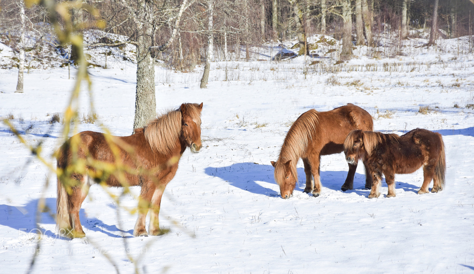 Nikon D7200 sample photo. Horse family photography