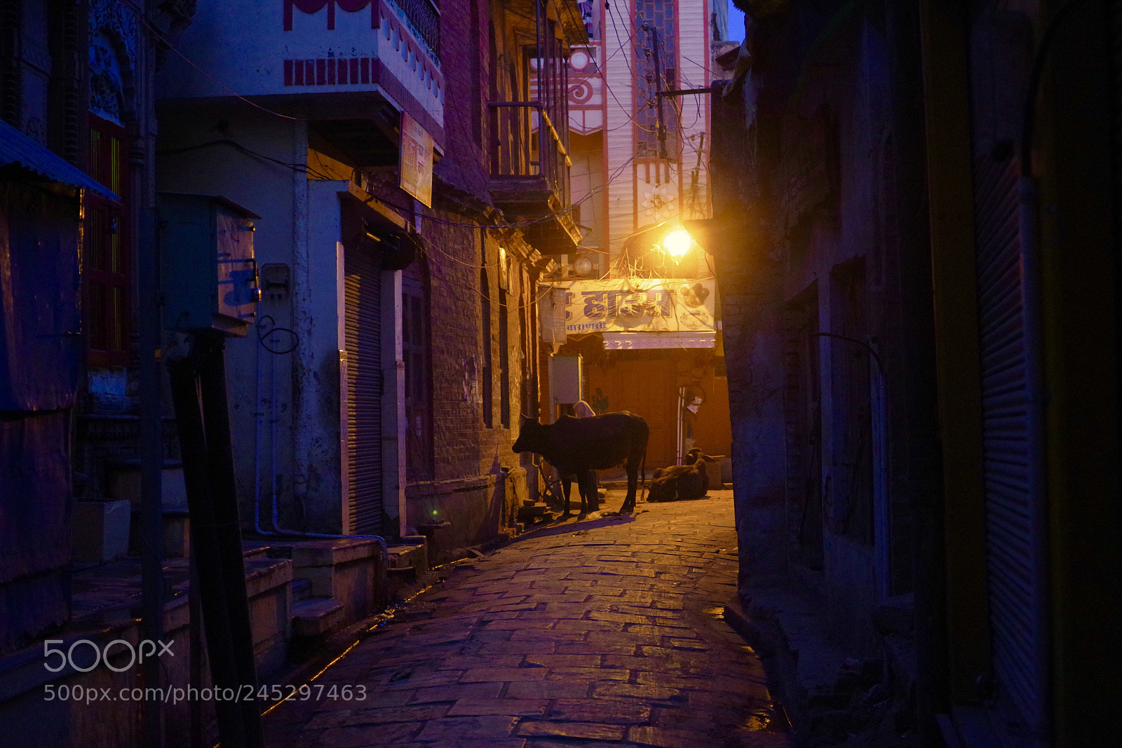Pentax K-70 sample photo. The morning cow photography