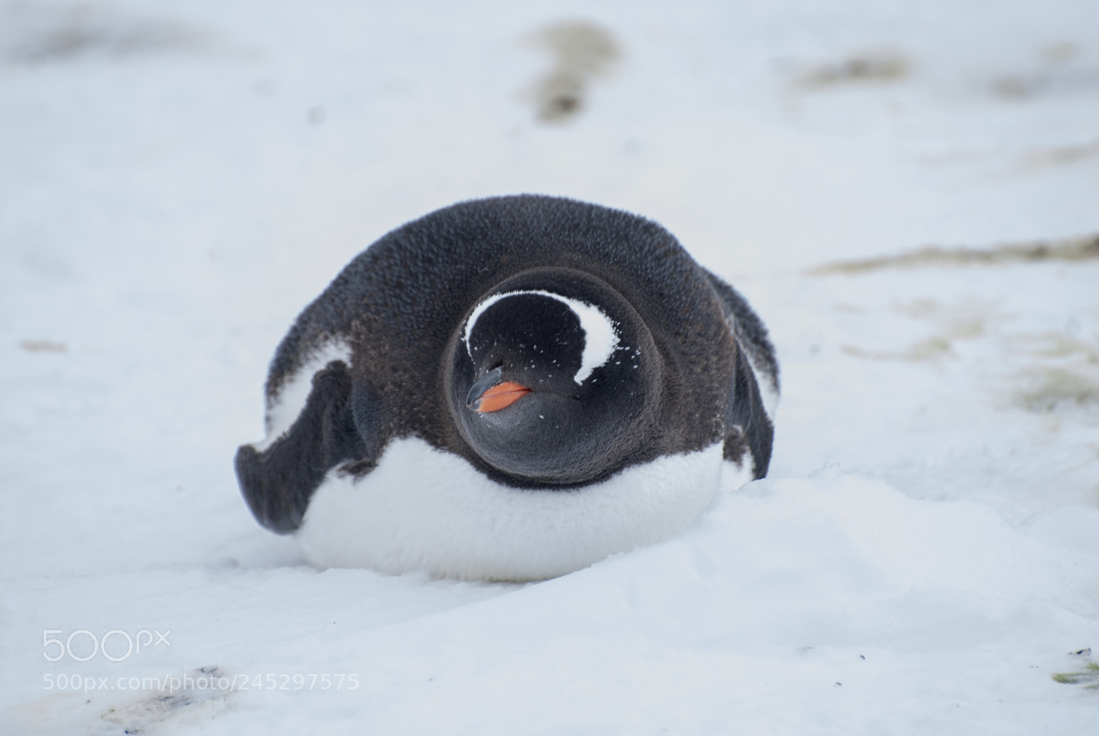 Nikon D40X sample photo. Gentoo penguin sledging photography