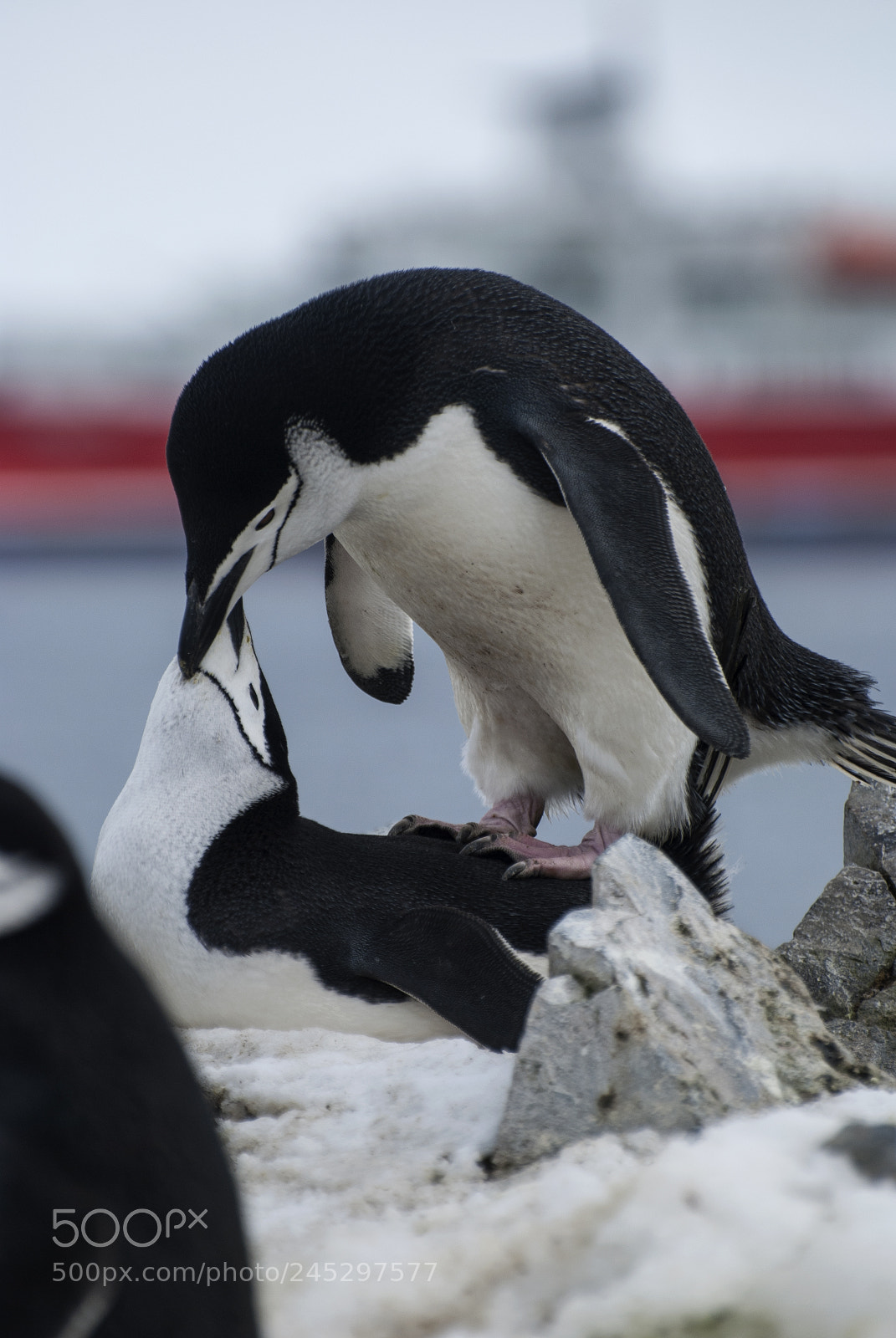 Nikon D40X sample photo. Gentoos mating photography